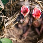 Baby Bird Feeding open mouths