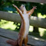 squirrel praying