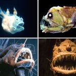 Ugly fishes