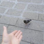 Awkward Pidgeon