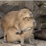 Capybara