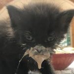 Kitten Eating