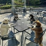 dog table