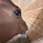 horse