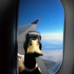 Day one of posting everyday until I reach 10k points | image tagged in airplane duck,10k | made w/ Imgflip meme maker