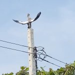 Crane on Pole