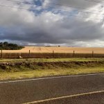 Wheat plantation in Kisima, Meru, Kenya