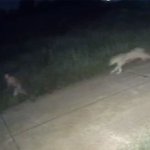 Boy running from Cub