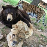 bear, lion, tiger