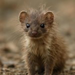 weasel looking disheveled