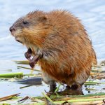 Muskrat
