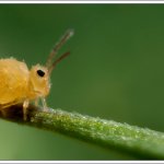 Fat Springtail