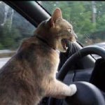 cat driver