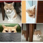 cat angry
