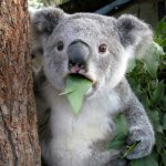 koala eukalyptus