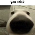 you stink meme