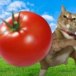 cat throwing tomato template