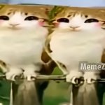 2 happy meowls together
