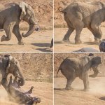 elephant_hippo_flip