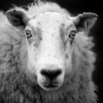 Black and white sheep