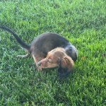 Pooping Dachshund puppy