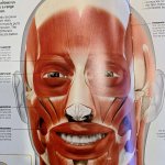 Happy muscle man