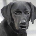 dog squint