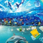 Symphony Dolphin Expectation vs Reality