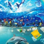 Expectation vs Reality Lisa Frank Symphony Dolphin