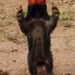 Honey Badger | ABSOLUTE LUNACY! I AM ENRAPTURED. | image tagged in honey badger | made w/ Imgflip meme maker