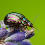 Rosemary beetle meme