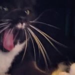 Cat freak out GIF Template