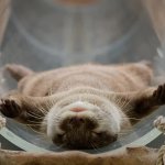 relaxed otter