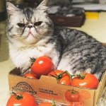 Cat with Tomatoes
