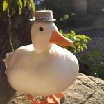 duck with a hat