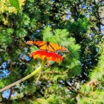 Monarch