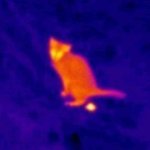 thermal cat poop