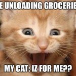 Cats | ME UNLOADING GROCERIES; MY CAT: IZ FOR ME?? | image tagged in memes,excited cat | made w/ Imgflip meme maker