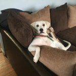 dog on couch