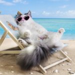 Cool cat