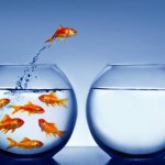 fish jumping to an empty bowl