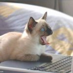 Gatinho assustado | image tagged in cat programmer | made w/ Imgflip meme maker