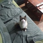Teodoro mi gato