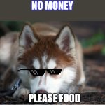Maple_Husky | NO MONEY; PLEASE FOOD | image tagged in maple_husky | made w/ Imgflip meme maker