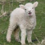 laughing lamb