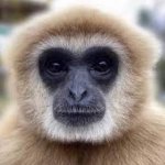 Kill 7 bilion people