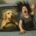A golden retriever driving a car and crash a woman whit black ha