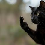 FingerKitty