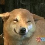 Doge smile GIF Template