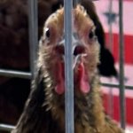 Shocked Chicken
